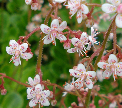 ساکسی فراگرا اوربیوم